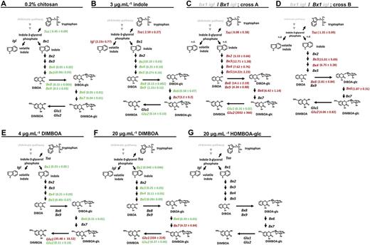 Transcriptional feedback regulation of the BX pathway by DIMBOA. Apoplastic infiltration with BX-inducing concentrations of chitosan (0.2%; A) and exposure to the volatile BX precursor indole (B) repressed Bx gene expression. BX-deficient bx igl double mutant lines displayed enhanced Bx gene transcription compared to BX-producing igl single mutant lines (C and D). Apoplastic leaf infiltration with DIMBOA (E and F) repressed Bx gene expression, whereas HDMBOA-glc had no effect (G), suggesting transcriptional feedback regulation by apoplastic DIMBOA. Shown are average fold-change values (±sem) of genes with a statistically significant level of induction (red) or repression (green) compared to mock treatments (A, B, E, and G) or BX-producing igl single mutant lines (C and D). Differences in expression between three biologically replicated samples from independent experiments were tested for statistical significance, using Student’s t tests or a nonparametric Wilcoxon-Mann-Whitney test when values did not follow normal distributions (α = 0.05). n.d., Not determined.