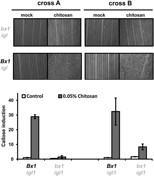 Bx1 regulates chitosan-induced callose deposition. Leaf segments from igl single mutant lines and bx1 igl double mutant lines were infiltrated with chitosan (0.05%) or mock solution. At 24 h after infiltration, leaf segments were collected for aniline blue staining, UV-epifluoresence microscopy, and digital quantification of callose intensity. Shown are fold-induction values of callose (±sem; n = 15), relative to the average callose intensity in mock-treated Bx1 igl lines from each cross. Photographs show representative differences in fluorescent callose signals under UV-epifluoresence microscopy.