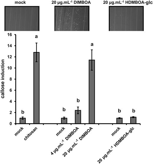 DIMBOA-induced callose deposition. Infiltration with 20 μg mL−1 DIMBOA elicits similar levels of callose deposition as infiltration with chitosan (0.1%), whereas infiltration with 20 μg mL−1 HDMBOA-glc had no effect in comparison to the corresponding mock treatment. Shown are fold-induction values of callose deposition (±sem; n = 15), relative to average callose intensities in mock treatments at 24 h after infiltration treatment. Different letters indicate statistically significant differences (ANOVA, followed by Fisher’s lsd test; α = 0.05). Photographs show representative differences in fluorescent callose signals by UV-epifluorescence microscopy.