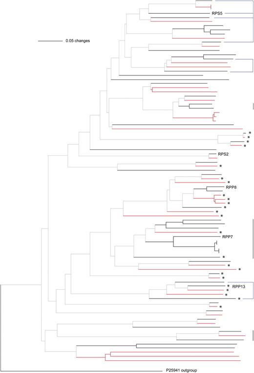 Phylogeny of CNL and CN proteins based on the NB domain. Vertical lines on the right side indicate several examples of proteins encoded in tandem (black) and mixed (blue) clusters in A. thaliana (for cluster assignments, see Supplemental Tables S3 and S4). Branches in red indicate A. lyrata sequences, and those in black indicate A. thaliana sequences. Asterisks indicate proteins without LRR domains. For complete names at each branch, see Supplemental Figure S1.