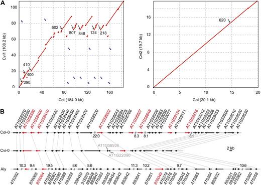 Comparison of the RPP7 region in three haplotypes from A. thaliana and A. lyrata. A, Dot plots comparing two A. thaliana alleles. B, Annotation. The closest Col-0 homologs of two Cvi-0 genes in the center of the cluster are indicated in gray. NB-LRR genes are in red. Numbers indicate the sizes of gaps in kb (not to scale).
