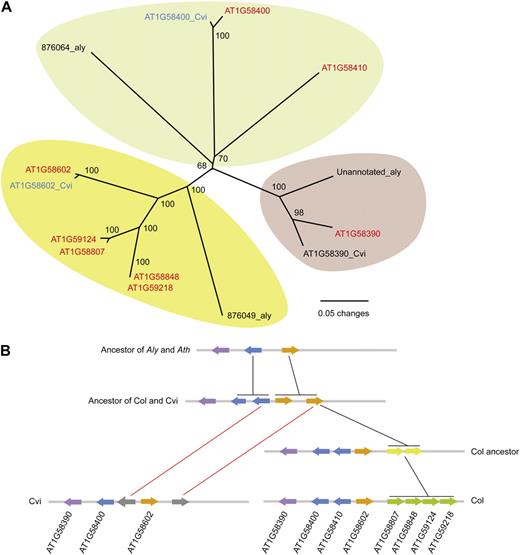 Inferred evolutionary history of the RPP7 cluster. A, Phylogeny of NB-LRR genes in the RPP7 region based on the NB domain. Red, CNL; blue, CN; black, NB. B, Proposed history of the RPP7 cluster. A. lyrata constitutes the ancestral state. Color change indicates tandem duplications (black connectors), and gray indicates loss of gene (red connectors).