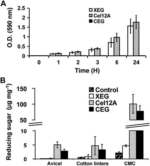 Hydrolytic activities of family-12 endoglucanases. A, Time course for hydrolysis of azurine cross-linked XyG. Hydrolysis by CEG was not detected. O.D., Optical density. B, Comparison of the hydrolysis of different forms of celluloses as measured by the release of reducing sugars. CMC, Carboxymethyl cellulose. Error bars show 95% confidence intervals (±1.96 × se; n = 3).