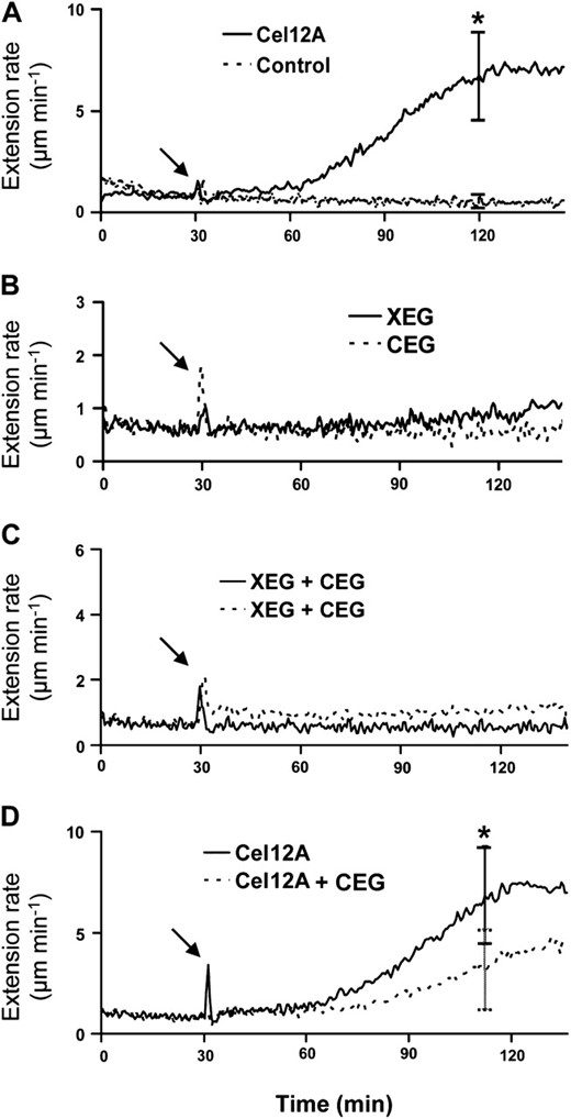 Wall extension induced by family-12 endoglucanases. These curves are averages of six to 19 responses. Arrows indicate when enzyme was added; the spike at this point is a mechanical artifact due to buffer exchange. No enzyme was added in the control. A, Wall creep induced by Cel12A (0.1 μg mL−1; 13 ≤ n ≤ 15). B, Wall creep was not induced by XEG or CEG (each 100 μg mL−1; 13 ≤ n ≤ 19). C, Wall creep was not induced by XEG + CEG mixtures (8 ≤ n ≤ 11). D, Wall extension induced by Cel12A (0.1 μg mL−1) alone and by Cel12A (0.1 μg mL−1) + CEG (10 μg mL−1; n = 6). Error bars show 95% confidence intervals. * P < 0.05 in t test comparison of means at selected time points.