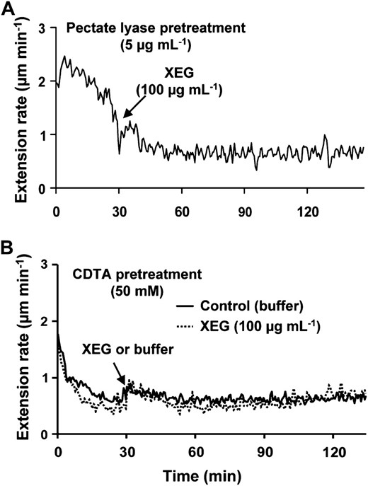 Wall-creep responses to XEG are not sensitized by pectin-disrupting pretreatments. A, Walls predigested with pectate lyase (initial 30 min) followed by XEG (mean of 10 curves). B, Walls preincubated in 50 mm CDTA (pH 6.5) for the first 30 min followed by XEG (average of 12 responses). The control included CDTA pretreatment but not XEG.