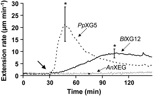 Wall-creep responses to family-5 and family-12 endoglucanases (means of eight to 10 responses). PpXG5 and BlXG12 have both cellulase and xyloglucanase activities, whereas AnXEG (family 12) has xyloglucanase but not cellulase activity. The solid arrow indicates when the enzymes (30 μg mL−1) were added. Error bars show 95% confidence intervals (for AnXEG, the bar is smaller than the line width). * P < 0.05 by Student’s two-tailed t test for difference before and after enzyme treatment.