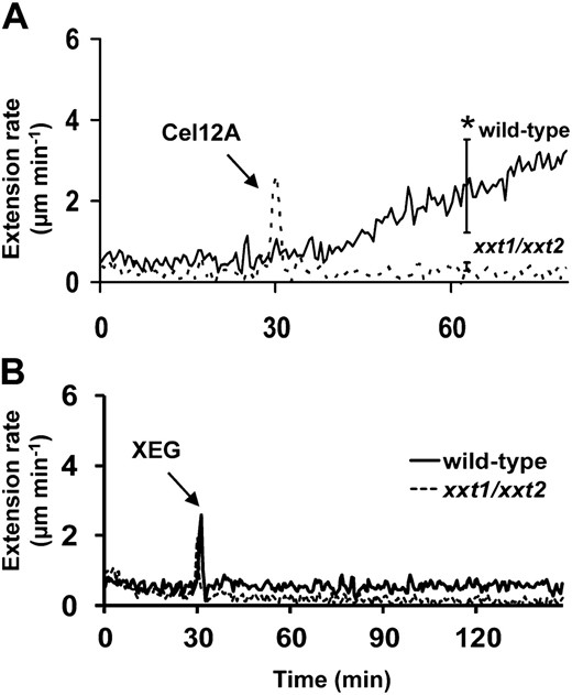 Creep responses of etiolated Arabidopsis wild-type (ecotype Columbia) and XyG-deficient mutant (xxt1/xxt2) hypocotyl walls to Cel12A and XEG treatment (average values of seven to eight responses). A, Creep responses to Cel12A. The arrow indicates when Cel12A (1 μg mL−1) was added. Error bars show 95% confidence intervals. * P < 0.05 for t test comparison of the two treatments at the time indicated. B, Creep responses to XEG. The arrow indicates when XEG (10 μg mL−1) was added.
