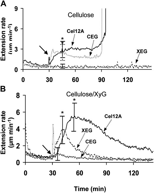 Creep responses of bacterial cellulose and cellulose/XyG composites to family-12 enzymes (average values of eight to 10 responses). Solid arrows indicate when enzymes were added. A, Creep induced in bacterial cellulose pellicle by Cel12A (3 μg mL−1), XEG (100 μg mL−1), and CEG (30 μg mL−1) in 20 mm sodium acetate (pH 5.0) with 15 g of force. Error bars show 95% confidence intervals. * P < 0.05 by Student’s two-tailed t test for before and after enzyme treatment. For Ce112A and CEG treatments, half the samples broke at approximately 90 to 120 min, while the other half continued to creep at diminished rates. B, Creep of cellulose-XyG composite in response to Cel12A (3 μg mL−1), XEG (100 μg mL−1), and CEG (100 μg mL−1) in 20 mm sodium acetate (pH 5.0) with 7.5 g of force. Error bars show 95% confidence intervals. * P < 0.05 by Student’s two-tailed t test for before and after enzyme treatment.