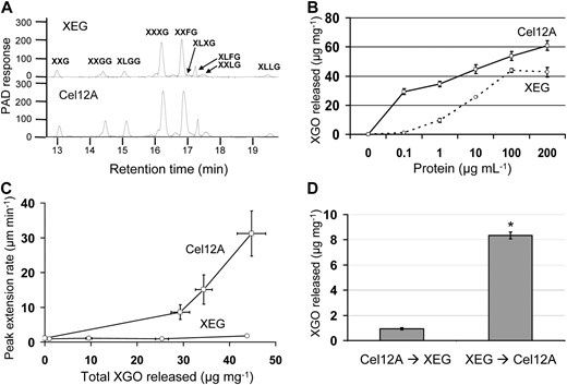 Dionex HPLC analysis of XGOs of cucumber hypocotyls released by Cel12A and XEG. A, HPLC profiles of XGOs released by Cel12A and XEG (10 μg mL−1). B, Total XGOs released as a function of Cel12A and XEG concentration. Error bars show 95% confidence intervals (n = 2). C, Plot of peak wall extension rate against total XGOs released. Error bars show 95% confidence intervals (HPLC, n = 2; wall extension assay, 10 ≤ n ≤ 19). D, Amount of XGOs released by XEG or Cel12A following exhaustive predigestion with the other enzyme. Values are given for release by the second enzyme treatment. Error bars show 95% confidence intervals (n = 2). * P < 0.05 by Student’s two-tailed t test for difference between means.