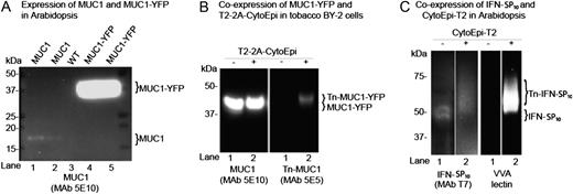 Implementation of O-glycosylation in Arabidopsis and tobacco BY-2 suspension cells. A, SDS-PAGE western-blot analysis of four Arabidopsis lines expressing either MUC1 (lanes 1 and 2) or MUC1-YFP (lanes 4 and 5) alone. The contrast of the image was adjusted to visualize very weak bands for MUC1 (lanes 1 and 2). Lane 3 shows results for the wild type (WT). B, SDS-PAGE western-blot analysis of two tobacco BY-2 suspension cell lines expressing MUC1-YFP alone (lane 1) and MUC1-YFP together with the 2A-linked O-glycosylation machinery T2-2A-CytoEpi (lane 2). The absence (−) or presence (+) of O-glycosylation machinery is indicated above the lanes. C, An Arabidopsis line transgenic for T7-tagged full-coding secreted IFNα2B expressed alone (−) or coexpressed with the O-glycosylation machinery CytoEpi-T2 (+). The glycosylation of His tag-purified IFNα2B was detected by VVA lectin-blot analysis. Total protein extracts from transgenic Arabidopsis leaves or BY-2 cell callus were loaded and blots reacted with MUC1-specific MAbs 5E10 and 5E5, where 5E5 is specific for GalNAc-glycosylated MUC1 (Tn-MUC1) and does not react with nonglycosylated MUC1. Approximately 30 μg of total protein was loaded in each lane.