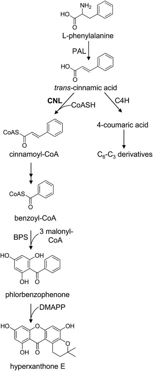 Proposed biosynthesis of hyperxanthone E in H. calycinum cell cultures. Cinnamic acid is the precursor of both C6-C1 benzenoids and C6-C3 phenylpropanoids. BPS, Benzophenone synthase; C4H, cinnamate 4-hydroxylase; CoASH, coenzyme A; DMAPP, dimethylallyl pyrophosphate.