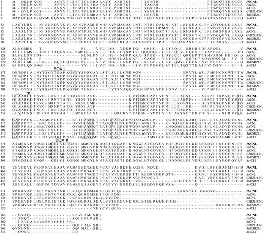 Alignment of the amino acid sequences of H. calycinum CNL (HcCNL; AFS60176), P. hybrida CNL (PhCNL; AEO52693), Arabidopsis CNL (AtCNL, AtBZO1; Q9SS01), predicted BZL/CNL from C. breweri (CbBZL/CNL; AEO52695), predicted OSBZL1 from M. truncatula (MtOSBZL1; XP_003600627), and 4CL1 from Arabidopsis (At4CL1; NP_001077697). The conserved peptide motifs (box I and box II) and 12 amino acids proposed to function as a 4CL substrate specificity code (Schneider et al., 2003) are shaded. C-terminal peroxisomal targeting sequences (S/ARL) are underlined. The asterisk marks a residue whose hydrophobicity in CNLs was anticipated (Schneider et al., 2003). Gaps introduced to maximize the alignment are indicated by dashes. OSBZL numbering refers to that in Figure 7.