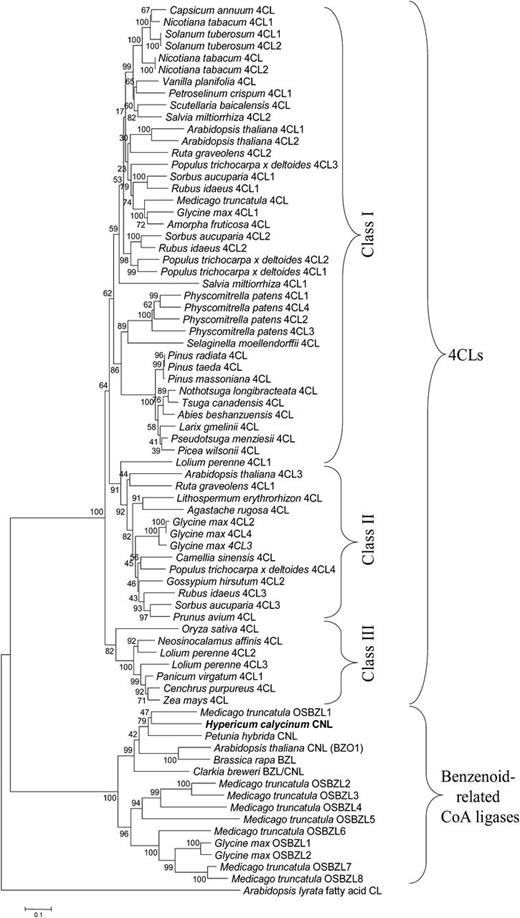 Phylogenetic tree illustrating the evolutionary relationships between H. calycinum CNL and other benzenoid-related CoA ligases as well as 4CLs. The accession numbers of the sequences included are listed in Supplemental Table S1. The neighbor-joining tree was constructed using amino acid sequences through MEGA 5.05 with 1,000 bootstrapped value support and a Poisson correction. The bootstrap values are indicated at the branch points. The scale bar represents 0.1 amino acid substitutions per site. OSBZL sequences were numbered in the order of appearance.