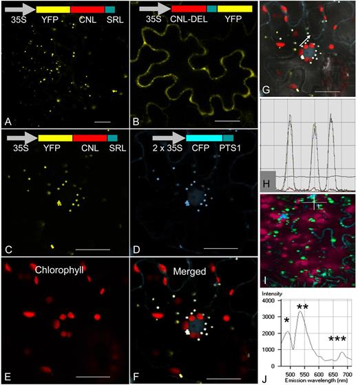 Subcellular localization of H. calycinum CNL in N. benthamiana leaf epidermis cells. A and B, Transient expression of YFP-CNL (A) and CNL-DEL-YFP (B) constructs resulted in the formation of peroxisomal and cytosolic CNL proteins, respectively. C to F, Cotransformation with YFP-CNL (C) and the marker construct CFP-PTS1 (D) led to overlayable white fluorescence in peroxisomes (F), which did not match the autofluorescence of chloroplasts (E). G and H, Fluorescence intensities of YFP and CFP in three peroxisomes marked by a white arrow (G) were recorded (H). J, Emission fingerprints of CFP (*), YFP (**), and chlorophyll (***) are documented. Bars = 20 µm.