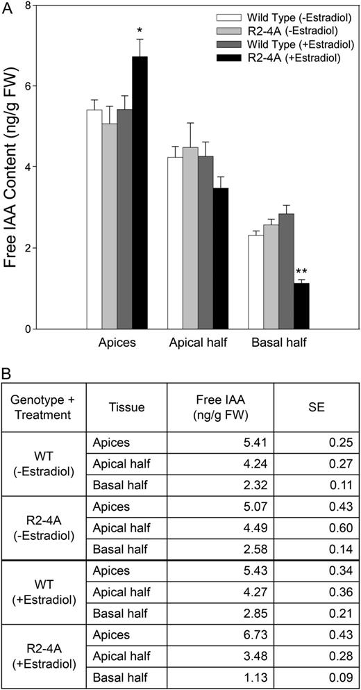 Free IAA levels are increased in the shoot apices and decreased in the basal halves of hypocotyls of Arabidopsis seedlings after the induction of apyrase RNAi by estradiol. Free IAA levels were significantly decreased in the basal half of R2-4A (+estradiol) hypocotyls compared with the basal halves of R2-4A (−estradiol) or Ws wild-type (WT; +/−estradiol) hypocotyls, and the increase of free IAA found in the apices of R2-4A (+estradiol) hypocotyls was only marginally insignificant. Free IAA in the apical half of hypocotyls showed no difference among the groups analyzed. A shows a graphical representation of the data shown in B. se values are marked by vertical bars. These results are representative of three or more biological repeats. Statistically evaluated differences between samples are indicated by asterisks (Student’s t test; **P < 0.002, *P < 0.07; n = 3). FW, Fresh weight.