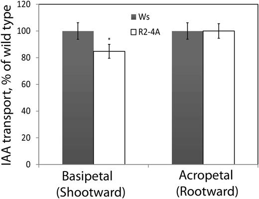 Polar auxin transport is inhibited in primary roots of Arabidopsis after the induction of apyrase RNAi by estradiol. IAA transport was measured in both the basipetal (shootward) and acropetal (rootward) directions in 8-d-old seedlings 4 d after transfer to estradiol. Basipetal IAA transport was reduced in R2-4A roots when induced by estradiol. The average and se values are reported for greater than 42 seedlings in the basipetal assay and greater than 60 seedlings in the acropetal assay and are a summary of three biological repeats. Basipetal IAA transport levels in the wild type averaged 4.2 fmol, and acropetal IAA transport values in the wild type averaged 8.8 fmol. A statistically significant difference between the wild type and the RNAi line is indicated by the asterisk (Student’s t test; *P < 0.05).