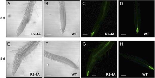 Suppression of APY1 in the apy2 mutant alters the morphology of roots and the expression of the auxin response reporter DR5:GFP. Shown are primary roots of Arabidopsis seedlings grown for 6 d in the light. A, C, E, and G, Roots of DR5:GFP R2-4A treated for 3 d (A and C) or 4 d (E and G) with the estradiol inducer. B, D, F, and H, DR5:GFP Ws roots treated with estradiol for 3 d (B and D) or 4 d (F and H). These results are representative of 10 or more biological repeats. Bars = 100 µm. WT, Wild type.