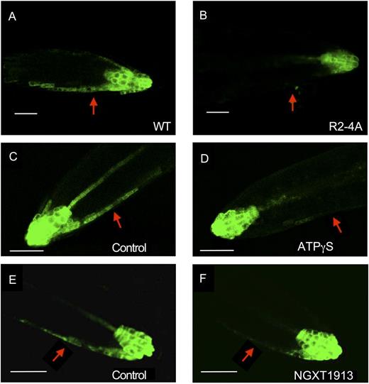 A and B, Fluorescent GFP signals in horizontally positioned primary roots of wild-type (WT; A) and R2-4A (B) plants expressing DR5:GFP. Both wild-type and R2-4A plants were treated with estradiol, which induced the suppression of apyrase expression by RNAi in the R2-4A mutant. C to F, GFP signals in horizontally positioned primary roots of wild-type plants expressing DR5:GFP before and after treatment with 800 µm ATPγS (C and D) or 7.5 µg mL−1 NGXT1913 (E and F). Arrows indicates the lower flank of the primary root, where the GFP signal is evident in the epidermal cells of the wild-type roots but not in the R2-4A roots and not in treated roots. These results are representative of 10 or more biological repeats. Signals were assayed 5 h after roots moved to the horizontal position. Bars = 50 µm.