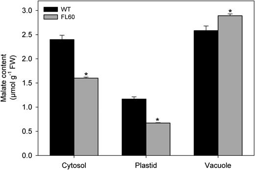 Distribution of malate content in different compartments after nonaqueous fractionation from potato tubers of 10-week-old plants. Malate content was spectrophotometrically measured in tubers of 10-week-old plants from the wild type (WT) and transgenic line FL 60. Values are presented as means ± sd of three individual fractionations per genotype. Asterisks indicate values that were determined by Student’s t test to be significantly different (P < 0.01) from the wild type. FW, Fresh weight.
