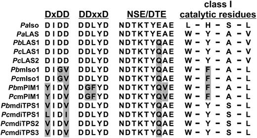 Protein sequence alignment of class II and class I diTPS signature motifs and select catalytic residues of conifer diTPSs. Protein sequence alignment of class II diTPS (DxDD) and class I diTPS (DDxxD, NSE/DTE) signature motifs, highlighting the loss of conserved Asp residues in the DxDD motif of all monofunctional diTPS candidates from jack pine and lodgepole pine. Variations of select catalytic residues that determine product specificity in P. abies  LAS and ISO (Keeling et al., 2008) are also illustrated. Amino acids that differ from the corresponding residues present in P. abies  LAS and ISO are shaded in gray. A complete alignment of the respective FL sequences is depicted in Supplemental Figure S1. PbmdiTPS1, P. banksiana monofunctional diTPS1; PcmdiTPS1, P. contorta monofunctional diTPS1; PcmdiTPS2, P. contorta monofunctional diTPS2; PcmdiTPS3, P. contorta monofunctional diTPS3; PbmPIM1, P. banksiana monofunctional pimaradiene synthase1; PcmPIM1, P. contorta monofunctional pimaradiene synthase1; PbmISO1, P. banksiana monofunctional isopimaradiene synthase1; PcmISO1, P. contorta monofunctional isopimaradiene synthase1; PcLAS2, P. contorta levopimaradiene/abietadiene synthase2; PcLAS1, P. contorta levopimaradiene/abietadiene synthase1; PbLAS2, P. banksiana levopimaradiene/abietadiene synthase1.