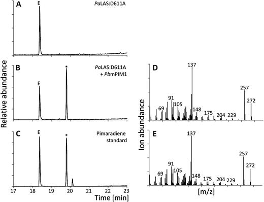 Diterpene product profiles of PbmPIM1. GC-MS analysis of reaction products of PaLAS:D611A (A) and PaLAS:D611A combined with PbmPIM1 (B) in comparison to a pimaradiene standard (C). D and E, Mass spectra of reaction products marked with an asterisk in B and C. E, Internal standard 1-eicosene. m/z, Mass-to-charge ratio.