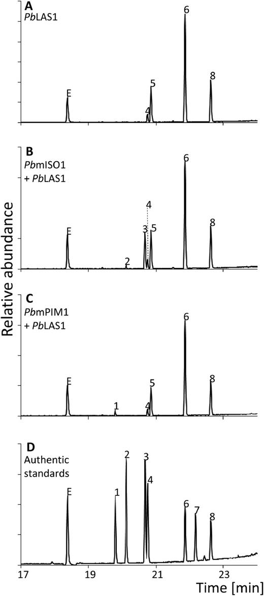 Diterpene product profiles of coupled assays with monofunctional PbmISO1 or PbmPIM1 and bifunctional PbLAS1. GC-MS analysis of reaction products from coupled enzyme assays of monofunctional PbmISO1 and PbmPIM1 with bifunctional PbLAS1, indicating the conversion of (+)-CPP, released from the LAS class II active site, to the different pimaradienes through the class I activity of PbmPIM1 and PbmISO1. Product profiles, with GGPP as substrate, of PbLAS1 (A), PbLAS1 combined with PbmISO1 (B), and PbLAS1 combined with PbmPIM1 (C). D, Authentic standards: 1, pimaradiene; 2, sandaracopimaradiene; 3, isopimaradiene; 4, palustradiene; 5, levopimaradiene; 6, abietadiene; 7, dehydroabietadiene; 8, neoabietadiene. E, Internal standard 1-eicosene.