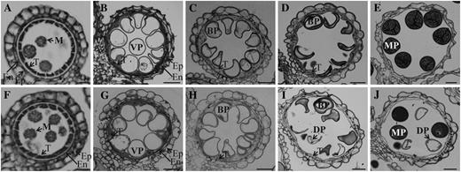 Light microscopy observation of anthers at different developmental stages. Cross sections are shown from segregating wild type (A–E) and OsGT1/osgt1-1 (F–J) at early microspore stage (A and F), vacuolated stage (B and G), mitotic division stage 11a (C and H), mitotic division stage 11b (D and I), and mature pollen stage (E and J). BP, Binuclear pollen; DP, defective pollen; En, endodermis; Ep, epidermis; M, microspore; MP, mature pollen; T, tapetum; VP, vacuolated pollen. Bars = 25 μm.