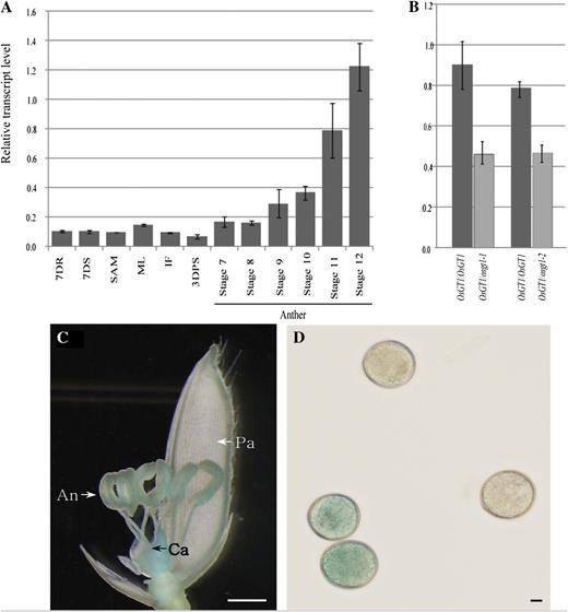 Expression pattern of OsGT1. A, Quantitative RT-PCR analyses in various organs. Transcript levels were normalized to UBIQUITIN and calculated by the comparative cycle threshold method. Error bars indicate sd. 7DR, Seven-day-old seedling roots; 7DS, 7-d-old seedling shoots; SAM, shoot apical meristem; ML, mature leaves; IF, immature panicles (2 cm long); 3DAPS, seeds at 3 d after pollination; stages 7 to 12, anthers at different developmental stages. B, Quantitative real-time RT-PCR analyses of OsGT1 in wild-type and heterozygous anthers at mitotic stage. C, GUS expression in a spikelet harboring an OsGT1 promoter::GUS construct. An, Anther; Ca, carpel; Pa, palea. Bar = 1 mm. D, GUS staining of pollen grains. Bar = 10 μm.