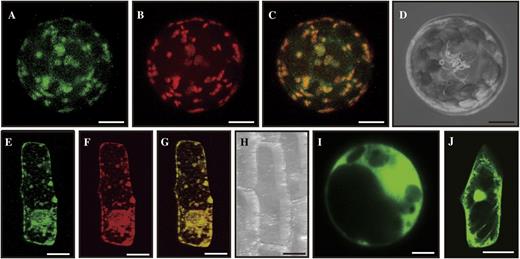 Subcellular localization. A to D, Mesophyll protoplasts prepared from young seedlings were cotransformed with fusion constructs Pubi::OsGT1-GFP and P35S::ManI-RFP. Images observed under GFP channel (A) and RFP channel (B) were merged (C); D is a bright-field image. E to H, Onion epidermal cells were cobombarded with fusion constructs. The GFP channel image (E) and RFP channel image (F) were merged (G); H is a bright-field image. I, GFP image of mesophyll cells expressing control construct Pubi::GFP. J, GFP image of onion epidermal cell expressing control construct P35S::GFP. Bars = 5 μm for mesophyll protoplasts and 50 μm for onion cells.