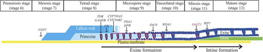 Schematic diagram of rice pollen wall development based on stages described by Li et al. (2010). Genes involved in this process are represented. Arrows indicate times when mutant phenotypes become visible.