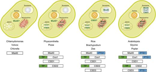 The evolution of targeting of Mia40 and putative substrate proteins. In plants such as Arabidopsis, G. max, and P. trichocarpa, Mia40 is dual targeted to mitochondria and peroxisomes. This dual targeting is also accompanied by the targeting of Mia40 substrates to the same organelles. However, in plants such as C. reinhardtii, V. carteri, C. variabillis, P. patens, and P. glauca, Mia40 is not predicted to be targeted to any organelle and was confirmed for P. patens in the current study (Fig. 9). This finding is accompanied by either the absence of substrate proteins or the absence of targeting of substrate proteins to peroxisomes. Monocot species such as rice, Brachypodium distachyon, and maize appear to be an intermediate, as they contain a dual-targeted Mia40 but lack substrate proteins in the peroxisome. This suggests how dual targeting of one protein may facilitate the acquisition of whole metabolic pathways between different organelles. See Supplemental Figure S3 for sequence alignment of Mia40 from various plants and the predicted targeting signals highlighted.