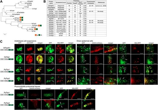 Dual targeting of DNA topoisomerase to mitochondria and plastids. A, Phylogenetic analysis of genes encoding DNA topoisomerases (Top) from Arabidopsis (At), rice (Os), P. patens (Pp), P. glauca (Pg), C. reinhardtii (Cr), and C. variabilis (Cv) using MEGA 5 (see “Materials and Methods”). B, Table of Top proteins from Arabidopsis, rice, P. patens, P. glauca, C. reinhardtii, and C. variabilis with genomic loci numbers, targeting predictions (see “Materials and Methods”), and experimental localization based on GFP targeting. C, GFP images of the targeting ability of tested Top proteins. Dual targeting of AtTopIA1 and OsTopI was evident in Arabidopsis cell suspensions and onion epidermal cells. In contrast, dual targeting of PpTop was only evident in onion epidermal cells and P. patens protonemal tissues. Mitochondria (M) and plastids (Pl) are indicated, respectively. Scale bar indicates 20 µm. Cyto, Cytosol; N, nuclear; S, secretory pathway.