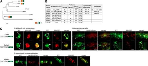 Dual targeting of DNA helicase to mitochondria and plastids. A, Phylogenetic analysis of genes encoding DNA helicase (Hel) from Arabidopsis (At), rice (Os), P. patens (Pp), C. reinhardtii (Cr), and C. variabilis (Cv) using MEGA 5 (see “Materials and Methods”). There was no ortholog found in P. glauca. B, Table of Hel proteins from Arabidopsis, rice, P. patens, C. reinhardtii, and C. variabilis with genomic loci numbers, targeting predictions, and experimental localization based on GFP tagging. C, GFP images of the targeting ability of Hel proteins tested. Dual targeting of OsHel and PpHel1 was evident in Arabidopsis cell suspensions, onion epidermal cells, and P. patens protonemal tissues. Mitochondria (M) and plastids (Pl) are indicated, respectively. Scale bar indicates 20 µm. Cyto, Cytosol; ER, endoplasmic reticulum; N, nuclear.