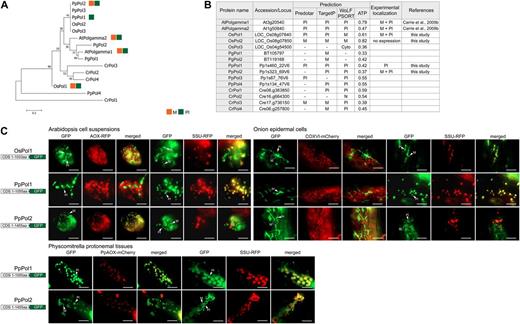 Dual targeting of DNA polymerase to mitochondria and plastids. A, Phylogenetic analysis of genes encoding DNA polymerases (Pol) from Arabidopsis (At), rice (Os), P. patens (Pp), P. glauca (Pg), and C. reinhardtii (Cr) using MEGA 5 (see “Materials and Methods”). There was no ortholog found in C. variabilis. B, Table of the Pol proteins from Arabidopsis, rice, P. patens, P. glauca, and C. reinhardtii with genomic loci numbers, predictions using a variety of prediction programs, and experimental localization based on GFP tagging. C, GFP images of targeting ability of tested Pol proteins. Dual targeting of OsPol1 was evident in all three tested cells types. Only plastid targeting could be detected for PpPol1 in all three tissues, while plastid and mitochondrial targeting was detected for PpPol2 in onion epidermal cells and P. patens protonemal tissues. Mitochondria (M) and plastids (Pl) are indicated, respectively. Scale bar indicates 20 µm. Cyto, Cytosol; N, nuclear.