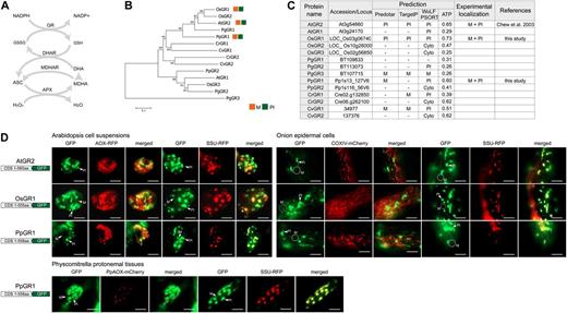 Dual targeting of the enzymes of the ascorbate-glutathione cycle. A, Overview of the ascorbate-glutathione cycle. B, Phylogenetic analysis of the genes encoding GR from Arabidopsis (At), rice (Os), P. glauca (Pg), P. patens (Pp), C. reinhardtii (Cr), and C. variabilis (Cv) using MEGA 5. C, Table of GR proteins from Arabidopsis, rice, P. patens, P. glauca, C. reinhardtii, and C. variabilis with genomic loci numbers, targeting predictions, and experimental localization based on GFP tagging. D, GFP images of targeting ability of tested GR proteins. Dual targeting of GR from Arabidopsis, rice, and P. patens was detected in all tested tissues. Mitochondria (M) and plastids (Pl) are indicated, respectively. Scale bar indicates 20 µm. DHAR, Dehydroascorbate reductase; ASC, ascorbate; DHA, dehydroascorbate; GSH, glutathione; GSSG, glutathione disulfide; M, mitochondria; Pl, plastids; Cyto, cytosol.