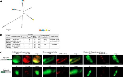 Targeting ability of Mia40 in P. patens. A, Phylogenetic analysis of genes encoding Mia40 in Arabidopsis (At), rice (Os), P. glauca (Pg), P. patens (Pp), C. reinhardtii (Cr), and C. variabilis (Cv) using MEGA 5 (see “Materials and Methods”). B, Table of the Mia40 proteins from Arabidopsis, rice, P. patens, P. glauca, C. reinhardtii, and C. variabilis with genomic loci numbers, targeting prediction, and experimental localization based on GFP tagging. C, GFP tagging of P. patens Mia40, displaying cytosolic targeting in all tested tissues. Scale bar indicates 20 µm. M, Mitochondria; Px, peroxisomes; Pl, plastids; Cyto, cytosol; EX, extracellular; N, nuclear; Cyto, cytosol.