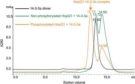 HopQ1 binds to 14-3-3a in a phosphorylation-dependent manner. Representative gel filtration runs on a Superdex 200 column are shown. Recombinant HopQ1 with a C-terminal 6xHis epitope was incubated with recombinant CPK3 prior to binding to 14-3-3a (orange trace). As a control, nonphosphorylated HopQ1 was used (green trace). Under the conditions used (5 mm DTT), HopQ1 exists as a monomer (elution volumes of 14.68 and 14.69). 14-3-3a was eluted as dimers (peaks 13.63 and 13.72). Recombinant CPK3 was removed from the reaction by affinity capture on a GST column. The experiment was performed twice with similar results.