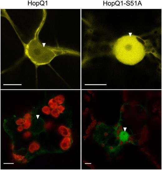 Subcellular localization of HopQ1 variants. Confocal images show representative N. benthamiana leaf epidermal cells (top panels) or mesophyll cells (bottom panels) transiently expressing either wild-type HopQ1-eYFP (left panels) or HopQ1-S51A-eYFP (right panels). White arrowheads indicate the nuclei. The photographs were taken 72 h after agroinfiltration. For each variant, approximately 50 transformed cells were examined. Bars = 10 µm.