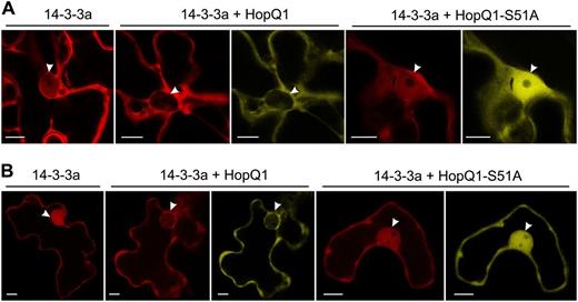 Coexpression of 14-3-3a and HopQ1 affects the nuclear-cytoplasmic partitioning of the binding partners. A, N. benthamiana leaves were coinfiltrated with A. tumefaciens strains carrying constructs encoding 14-3-3a-mRFP and variants of HopQ1 fused to eYFP. For each variant, approximately 50 transformed cells were examined. B, The same constructs were transiently coexpressed in bean epidermal cells via particle bombardment. In both plant species, 14-3-3a-mRFP localized to the cytoplasm and nucleus. Coexpression with wild-type HopQ1-eYFP resulted in the relocation of 14-3-3a-mRFP from the nucleus to the cytoplasm. A noninteracting form of HopQ1 (HopQ1-S51A-eYFP) shows highly increased nuclear accumulation and does not alter the localization of 14-3-3a-mRFP. For each variant, approximately 20 transformed cells were examined. White arrowheads indicate the nuclei. Bars = 10 µm.