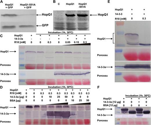 Interaction with 14-3-3 proteins increases HopQ1 stability in plants. A, The presence of Ser-51 affects HopQ1 steady-state level in planta. Wild-type HopQ1 or HopQ1-S51A proteins carrying C-terminal 3xHA epitopes were transiently coexpressed with GFP in N. benthamiana leaves. Crude protein extracts (20 μg of proteins per lane) were isolated from leaves 48 h after agroinfiltration. HopQ1 variants were detected by immunoblot analysis using an antibody specific to HA. As an expression control, the level of GFP was checked using anti-GFP antibody. The experiment was repeated twice. B, Modification of the 14-3-3 binding motif does not change HopQ1 stability in P. syringae. C-terminally His-tagged HopQ1 variants were expressed in P. syringae pv tabaci DAPP-PG677. Crude protein extracts prepared from overnight bacterial cultures were fractionated on 12.5% SDS-PAGE and subjected to immunoblot analysis using a specific anti-His antibody. Equal protein loading is shown by Ponceau Red staining. The experiment was repeated twice. C, R18, the inhibitor of 14-3-3 binding, affects HopQ1 stability in plant extracts. Wild-type HopQ1 protein carrying a C-terminal Flag epitope was transiently expressed in N. benthamiana leaves. Crude protein extract was supplemented with recombinant 14-3-3a-Strep II protein isolated from E. coli or R18 peptide at various concentrations, as indicated. HopQ1 was detected by immunoblot analysis using specific primary antibodies. The level of 14-3-3a was monitored using Strep-Tactin AP conjugate. Equal protein loading is shown by Ponceau Red staining. D, Application of 14-3-3a reverts the effect of R18 on HopQ1 stability. Wild-type HopQ1 protein carrying a C-terminal Flag epitope was transiently expressed in N. benthamiana leaves. Crude protein extract was supplemented with R18 and increasing amounts of recombinant 14-3-3a-Strep II protein isolated from E. coli, as indicated. HopQ1 was detected by immunoblot analysis using specific primary antibodies. The level of 14-3-3a was monitored using Strep-Tactin AP conjugate. Equal protein loading is shown by Ponceau Red staining. E, Assembled in vitro complex of HopQ1-6xHis and 14-3-3a-Strep II was incubated with bean crude protein extract in the absence or presence of R18. HopQ1 and 14-3-3a were detected by immunoblot analyses using anti-His antibodies or Strep-Tactin AP conjugate, respectively. Equal protein loading is shown by Ponceau Red staining. F, In vitro phosphorylated HopQ1-6xHis was added to bean crude extract and incubated in the presence of 14-3-3a or BSA. HopQ1 and 14-3-3a were detected by immunoblot analysis using anti-His antibodies or Strep-Tactin AP conjugate, respectively. Equal protein loading is shown by Ponceau Red staining.