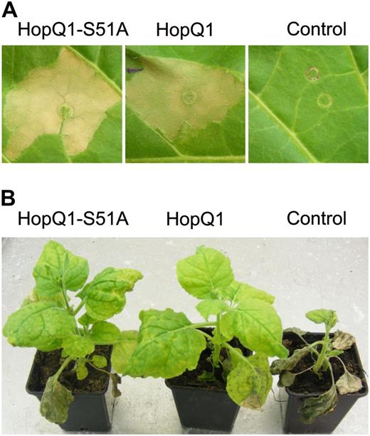HopQ1 interaction with 14-3-3s is not critical for its perception by host plants. A, Binary vectors encoding either wild-type HopQ1 or HopQ1-S51A were introduced via agroinfiltration into tobacco leaves. The hypersensitive response developed in the infiltrated area within 48 h in response to both A. tumefaciens strains. In contrast, no macroscopic signs of tissue necrotization developed in control leaves expressing GFP. B, N. benthamiana plants were inoculated with PsyB728a strains carrying pBBR1-MCS2 derivatives, which express HopQ1, HopQ1-S51A, or mCherry protein, as a control. Disease symptoms developed only in control plants treated with PsyB728a encoding mCherry protein. The photographs were taken 10 d post inoculation. The experiment was performed twice, with similar results.