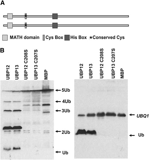 UBP12 and UBP13 have deubiquitination activities. A, Schematic diagram of the UBP12 and UBP13 protein structures. The MATH domain, conserved Cys-box, and His-box are shown as squares or rectangles. The star indicates the Cys residue required for enzymatic activity. B, UBP12 and UBP13 are active DUBs. In vivo cleavage of hexameric polyubiquitin (UBQ10, left) and ubiquitin extension protein (UBQ1, right). UBP12, UBP13, and their mutants UBP12C208S and UBP13C207S were coexpressed with the substrates UBQ1 and UBQ10 in E. coli; the cleavage products were detected by immunoblot analyses with anti-ubiquitin antibodies. The positions of the substrates and cleaved products are indicated by arrows.