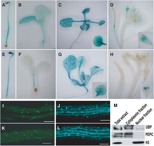 UBP12 and UBP13 have similar expression pattern and protein localization. A to D, GUS staining of dark-grown seedlings (A), 4-d-old seedlings under LD condition (B), 14-d-old seedlings under LD condition (C), and inflorescences (D) of the transformants containing UBP12pro:GUS. E to H, GUS staining of dark-grown seedlings (E), 4-d-old seedlings under LD condition (F), 14-d-old seedlings under LD condition (G), and inflorescences (H) of the transformants containing UBP13pro:GUS. I to L, UBP12 fused to GFP (K) and UBP13 fused to CFP (L) localize to the nuclei and cytoplasm; 35Spro:GFP (I) and 35Spro:CFP (J) were used as control. Bar = 200 µm. UBP12/UBP13 protein was detected in both cytoplasmic and nuclear fractions. Histone H3 and phosphoenolpyruvate carboxylase (PEPC) were used as control for nuclear or cytoplasmic fraction, respectively.