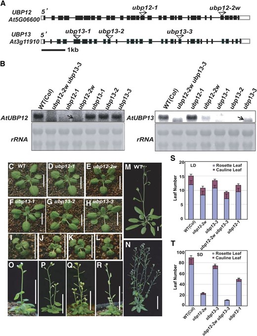 Mutations of UBP12 and UBP13 affect plant development and flowering time. A, Schematic diagrams of the UBP12 and UBP13 gene structures, with the T-DNA insertion sites indicated. Black boxes indicate exons, white boxes indicate untranslated regions, and lines indicate introns. B, Northern blots showing the expression levels of UBP12 and UBP13 in the T-DNA insertion mutants (top). Ribosomal RNA stained with methylene blue was used as loading control (bottom). C to L, Phenotypes of 24-d-old seedlings of the wild type (C), ubp12-1 (D), ubp12-2w (E), ubp13-1 (F), ubp13-2 (G), ubp13-3 (H), ubp12-2w ubp13-1 (I), ubp12-2w ubp13-2 (J), ubp12-2w ubp13-3 (K), and ubp12-1 ubp13-3 (L). Bar = 1 cm. M to R, Phenotypes of the wild type (M), ubp12-2w (N), ubp12-2w ubp13-1 (O), ubp12-2w ubp13-2 (P), ubp12-2w ubp13-3 (Q), and ubp12-1 ubp13-3 (R) after bolting. Bar = 1 cm. S and T, Statistical analysis of leaf numbers of ubp12-2w, ubp13-3, ubp12-2w ubp13-3 double mutants, and ubp12-1 under LD (S) and SD (T) conditions compared with wild-type plants. Values are means ± sd of at least 20 plants. WT, Wild type.