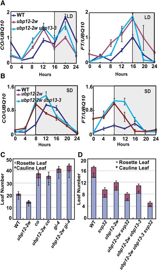 UBP12 and UBP13 regulate photoperiodic flowering. A, Expression patterns and transcript levels of CO (left) and FT (right) under LD condition in the wild type, ubp12-2w, ubp13-3, and ubp12-2w ubp13-3 double mutant. Values are means ± sd of three independent experiments. B, Expression patterns and transcript levels of CO (left) and FT (right) under SD condition in the wild type, ubp12-2w, ubp13-3, and ubp12-2w ubp13-3 double mutant. Values are means ± sd of three independent experiments. C, Statistical analysis of leaf numbers of ubp12-2w co and ubp12-2w gi-4 double mutants under LD condition. Values are means ± sd of at least 20 plants. D, Statistical analysis of leaf numbers of ubp12-2w svp32 and ubp12-2w ubp13-3 svp32 plants under LD condition. Values are means ± sd of at least 20 plants. WT, Wild type.