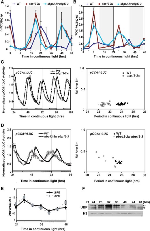 Mutation of UBP12 and UBP13 shortens the circadian period under LL. The expression patterns of LHY (A) and TOC1 (B) under LL condition were analyzed by qRT-PCR. Wild-type, ubp12-2w, and ubp12-2w ubp13-3 plants were grown for 10 d in 12-h-light/12-h-dark cycles before released to LL and sampled every 4 h from ZT0. Circadian rhythm of pCCA1:LUC was detected in transgenic seedlings in ubp12-2w (n = 23; C) or ubp12-2w ubp13-3 (n = 7; D). The pCCA1:LUC transgenic plants in ubp12-2w and ubp12-2w ubp13-3 were grown for 7 or 15 d, respectively, in 12-h-light/12-h-dark cycles and transferred to LL at ZT 0. Relative amplitude error is a measure of the strength of the oscillation. Statistical analysis of period length showed that in each case, the periods of ubp12-2w and ubp12-2w ubp13-3 were shorter than that of the wild type (P < 0.001). UBP12 and UBP13 expression levels were tested from ZT 24 to 48 by qRT-PCR in wild-type plants (E). Values are means ± sd of three independent experiments. The protein level of UBP12/UBP13 under LL was tested by immunoblot using UBP12/UBP13 antibodies from ZT 24 to 48 (F). The arrow indicates the UBP protein position. The asterisk indicates the nonspecific band. H3 was used as the loading control. WT, Wild type.