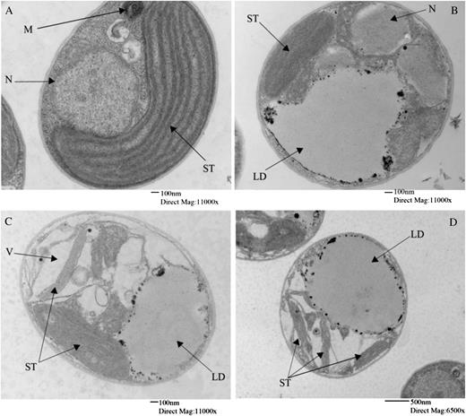 Ultrastructure of Nannochloropsis spp. cells during nitrate depletion. Electron micrographs show a representative cell grown in replete medium on day 4 (A) and representative cells grown in nitrogen-deficient medium on day 13 (B) and day 28 (C and D). LD, Lipid droplets; M, mitochondrion; N, nucleus; ST, stacks of thylakoids; V, vacuoles. Bars = 100 nm for A to C and 500 nm for D.