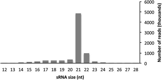 Observed length distribution of sRNA sequences from spruce. The total number of reads in each size class is plotted.