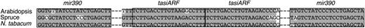 Nucleotide sequence alignment of TAS3 loci from Arabidopsis and tobacco and a putative TAS3 locus from spruce (TC161203). Boxes indicate miR390 complementary sites and predicted tasiARF-encoding sequence regions. Shading shows residues identical for each given position. GenBank accession numbers of the sequences included in the alignment are as follows: Arabidopsis, BX838290; tobacco, FJ804751.