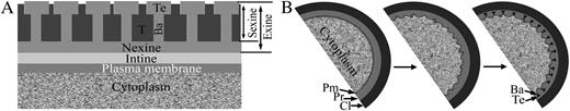 Schematic representation of the pollen wall and primexine development. A, The innermost layer adjacent to the plasma membrane is the intine. The bacula (Ba), tectum (Te), and tryphine (T) make up the sexine layer. The nexine is located between the intine and the sexine layers. The exine includes the nexine and sexine layers. B, Primexine (Pr) appears between callose (Cl) and plasma membrane (Pm) at the early tetrad stage (left panel). Subsequently, the plasma membrane becomes undulated (middle panel) and sporopollenin deposits on the peak of the undulated plasma membrane to form bacula and tectum (right panel).